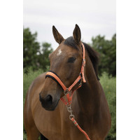 Halster + leadrope Norton Large Blauw Halster + leadrope Norton Large Blauw