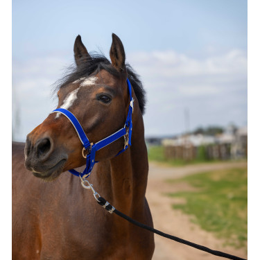 Halster Equithème Nylon light Koningsblauw Halster Equithème Nylon light Koningsblauw