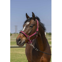 Licol Norton 4lines Bordeaux Licol Norton 4lines Bordeaux