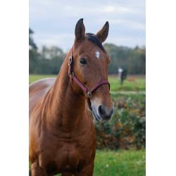 Nylon Halster Spring Equithème Bordeaux
