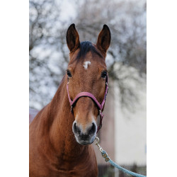 Licol Nylon Spring Equithème