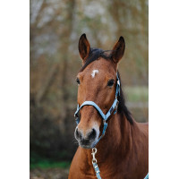Nylon Halster Spring Equithème Turkoois Blauw Nylon Halster Spring Equithème Turkoois Blauw