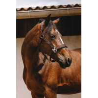 Nylon halster Equithème Jacquard Bruin