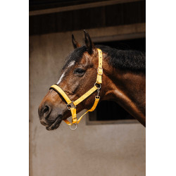 Nylon halster Equithème Jacquard Goud Nylon halster Equithème Jacquard Goud
