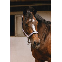 Nylon halster Equithème Jacquard Lila Blauw
