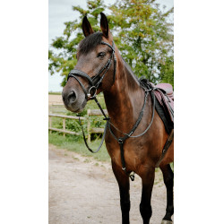 Endurancehoofdstel Norton Pop Endurancehoofdstel Norton Pop