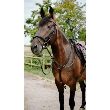 Endurancehoofdstel Norton Pop Endurancehoofdstel Norton Pop