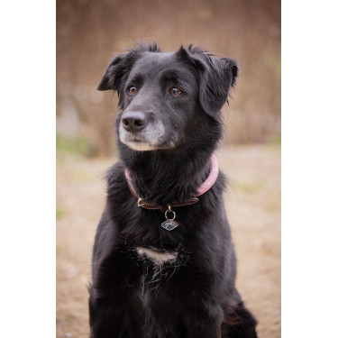 Collier pour chien Penelope Billie Collier pour chien Penelope Billie