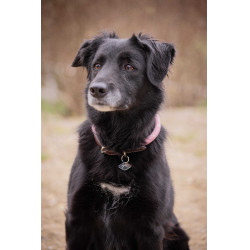 Hondenhalsband Penelope Billie