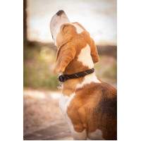 Collier pour chien Penelope Billie Rose / lurex Collier pour chien Penelope Billie Rose / lurex