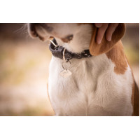 Collier pour chien Penelope Billie Rose / lurex Collier pour chien Penelope Billie Rose / lurex