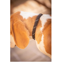 Collier pour chien Penelope Billie Noir / lurex Collier pour chien Penelope Billie Noir / lurex