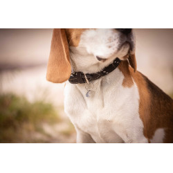 Collier pour chien Penelope Billie Collier pour chien Penelope Billie
