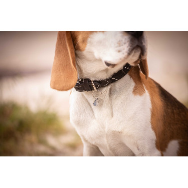 Collier pour chien Penelope Billie Collier pour chien Penelope Billie