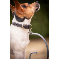 Halsband voor hond Pénélope Olie