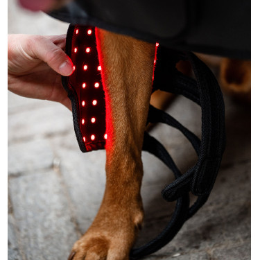 Guêtres de Thérapie pour chien Horseware par lumière rouge LED