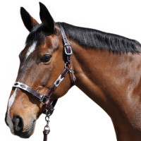 Halster Vlaggen & Beker Chukka Moka / bleu / rouge Halster Vlaggen & Beker Chukka Moka / bleu / rouge