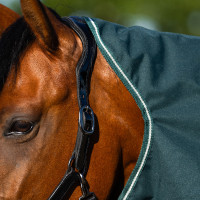 Couverture de paddock Imperial Riding Basic avec couvre-cou amovible 300gr Rouge profond