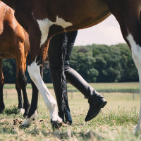 Chaps longue Dy'on en Cuir Artificiel avec Franges Noir Chaps longue Dy'on en Cuir Artificiel avec Franges Noir