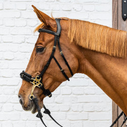Hackamore Dy'on Hackamore Dy'on