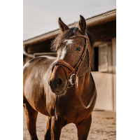 Bridon Eric Thomas Visby Havana Bruin Bridon Eric Thomas Visby Havana Bruin