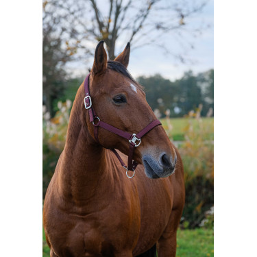 Licol Nylon Spring Equithème Bordeaux Licol Nylon Spring Equithème Bordeaux