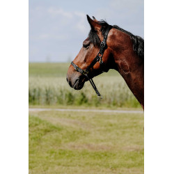 Licol Norton Educatif Noir