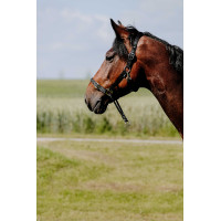 Norton Educatief Halster Zwart Norton Educatief Halster Zwart