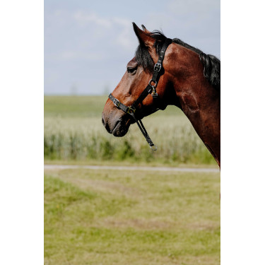 Norton Educatief Halster Zwart Norton Educatief Halster Zwart