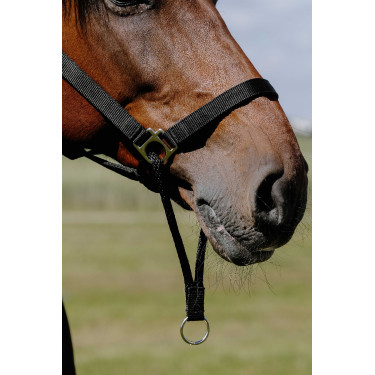 Norton Educatief Halster Zwart Norton Educatief Halster Zwart