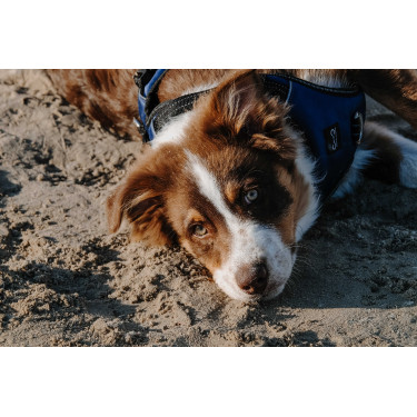 Harnais pour chien Riding World Simba Marine Bleu marine