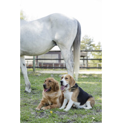 Collier cuir Diego & Louna pour chien Naturel Marron Collier cuir Diego & Louna pour chien Naturel Marron