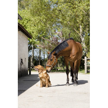 Collier cuir Diego & Louna pour chien Naturel Marron Collier cuir Diego & Louna pour chien Naturel Marron