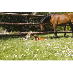 Leren halsband Diego & Louna voor hond Natuurlijk Bruin