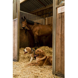 Collier nylon Diego & Louna pour chien Anthracite / corail Gris Collier nylon Diego & Louna pour chien Anthracite / corail Gris