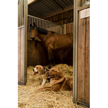 Collier nylon Diego & Louna pour chien Anthracite / corail Gris Collier nylon Diego & Louna pour chien Anthracite / corail Gris