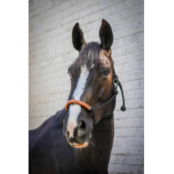 Ethologisch halster Pénélope Amerikaans Zwart Ethologisch halster Pénélope Amerikaans Zwart