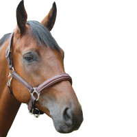 Halster Privilege Equitation Royan Bruin
