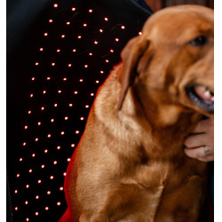 Horseware therapiehondenjas met rood LED-licht Zwart / zwart