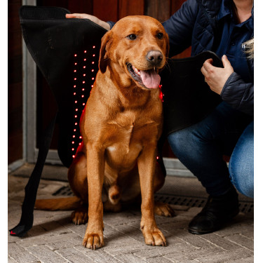 Horseware therapiehondenjas met rood LED-licht Zwart / zwart