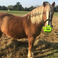 Greenguard mand Zwart Greenguard mand Zwart