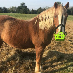 Panier Greenguard Vert fluo ancien modèle Panier Greenguard Vert fluo ancien modèle