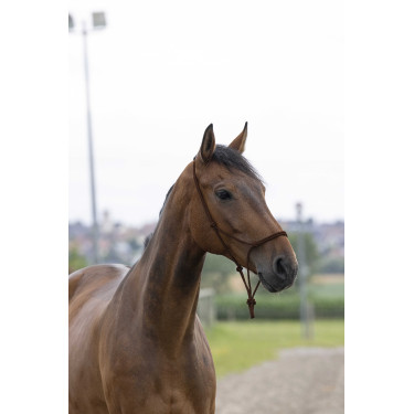 Touwhalster first Bruin