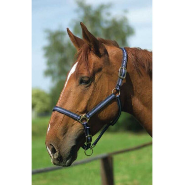 Licol nylon doublé cuir Norton Marine / ciel Bleu