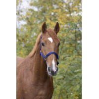 Licol nylon doublé cuir Norton Vert clair