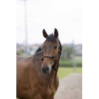 Licol éthologique Norton corde/synthétique Noir Licol éthologique Norton corde/synthétique Noir