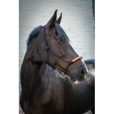 Licol éthologique Pénélope américain Noir