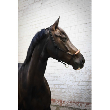 Licol éthologique Pénélope américain Noir