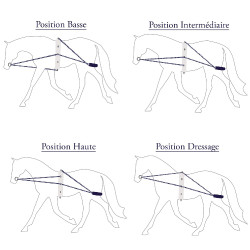 Enrênement Privilège corde Privilege Equitation Enrênement Privilège corde Privilege Equitation