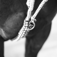 Enrênement Soft Rope Canter Marine / blanc Bleu Enrênement Soft Rope Canter Marine / blanc Bleu